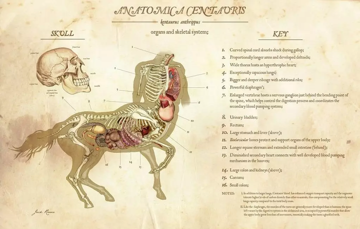 从生物学上看半人马这种奇特的生物有没有存在的可能性