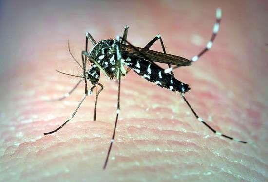 非洲发现新型疟疾蚊子,引发专家的担心