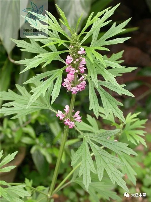 益母草花来源为唇形科植物益母草的细叶益母草的花.