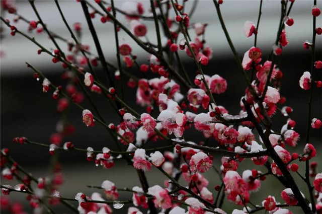 红楼梦四首红梅花,冻脸有痕皆是血,是曹雪芹的伤花怒放