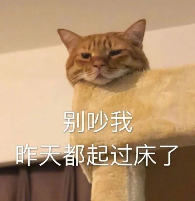 沙雕表情包图片被安排的明明白白