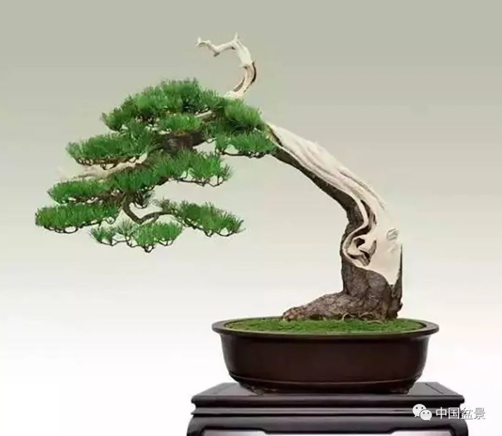 黄山松盆景欣赏与养护