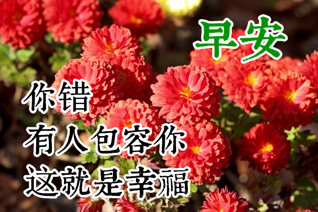 冬季早上好祝福语唯美图片大全清新问候早安鲜花精美图片12月温馨的
