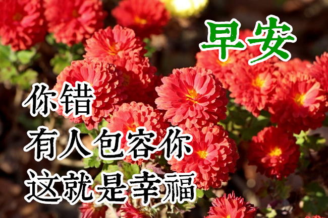 冬季早上好祝福语唯美图片大全 清新问候早安鲜花精美