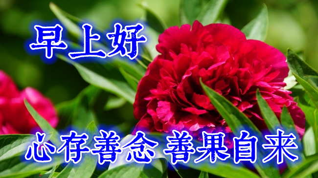 冬季早上好祝福语唯美图片大全清新问候早安鲜花精美图片12月温馨的