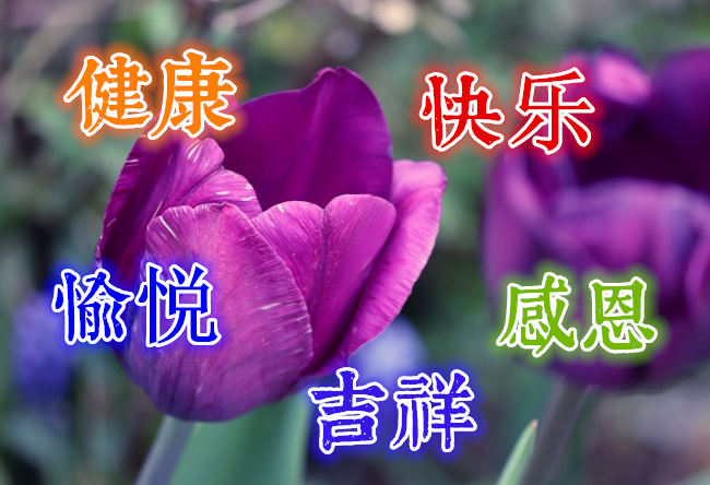 冬季早上好祝福语唯美图片大全 清新问候早安鲜花精美图片12月温馨的