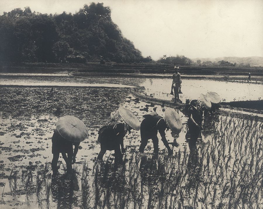 《插秧》日本