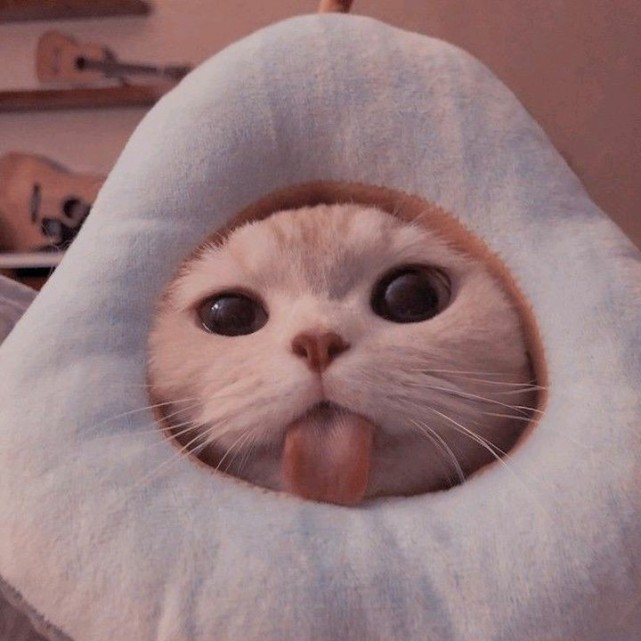 可爱小猫咪的表情图片