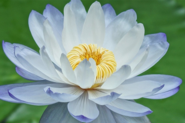 心理学测试:你最喜欢哪一朵莲花?测测2月份有什么惊喜