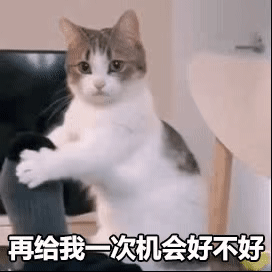 壁纸 动物 狗 狗狗 猫 猫咪 小猫 桌面 271_271