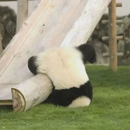 国宝来啦熊猫头像