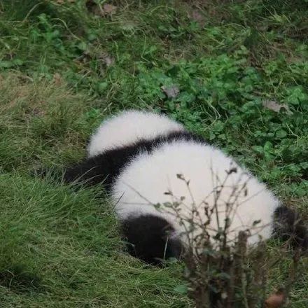 国宝来啦熊猫头像