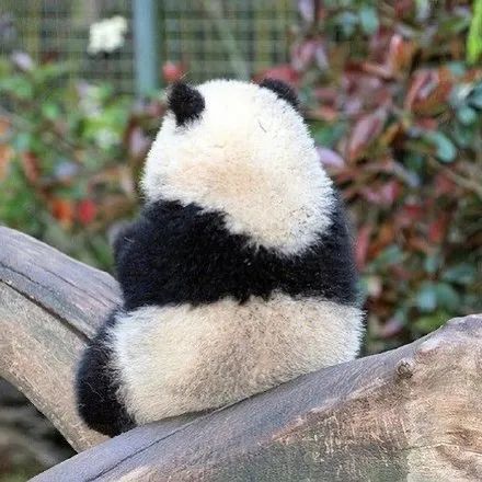 国宝来啦熊猫头像
