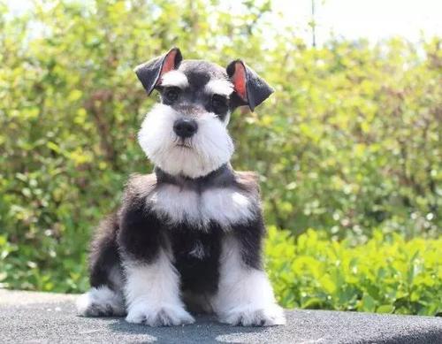 雪纳瑞犬之所以能够被当做警犬,搜救犬,就是因为它智商很高,训练起来