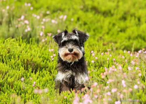 "老头犬"好养吗:雪纳瑞犬的八大优点和缺点