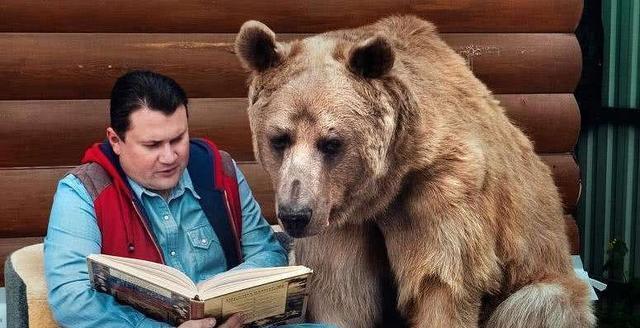 俄罗斯的熊是什么种类?为什么在俄罗斯人面前如此乖巧