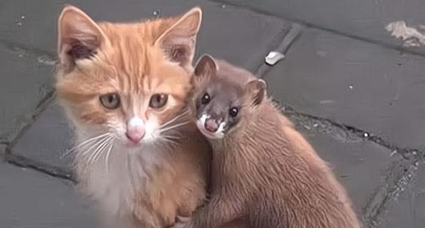 猫能打过黄鼠狼吗?为什么?
