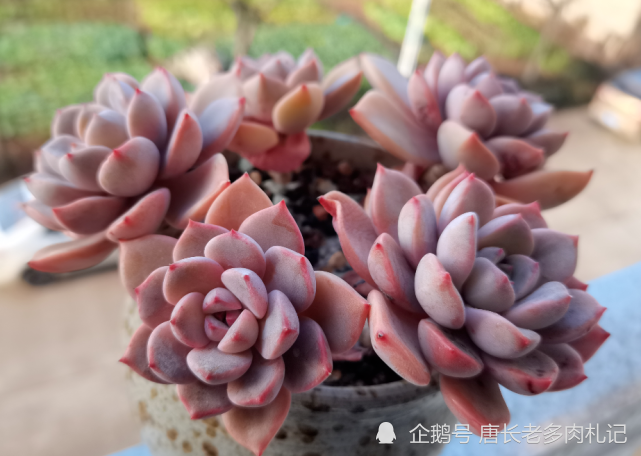 护发素的瓶子拿来种多肉?小意思,在养肉之人眼里万物皆可种多肉