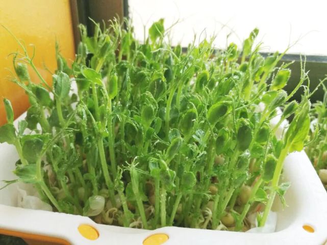 过年豌豆苗,绿豆芽,花生芽三种芽菜学起来,这才是真正健康蔬菜