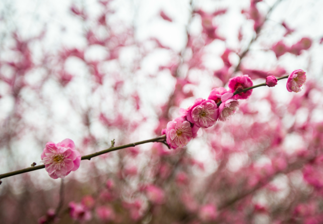 特约摄影师潘旭光/摄 现在走进姚江畔的绿岛公园,已能闻见熟悉的花香