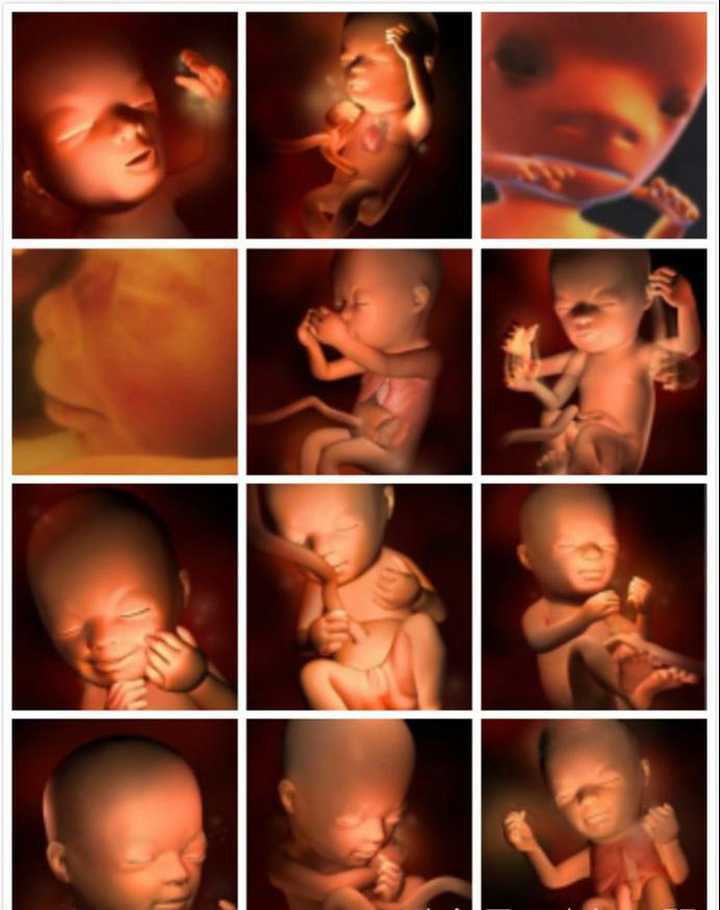 孕期1-10周胎儿发育全过程,看宝宝是如何在妈妈肚子里