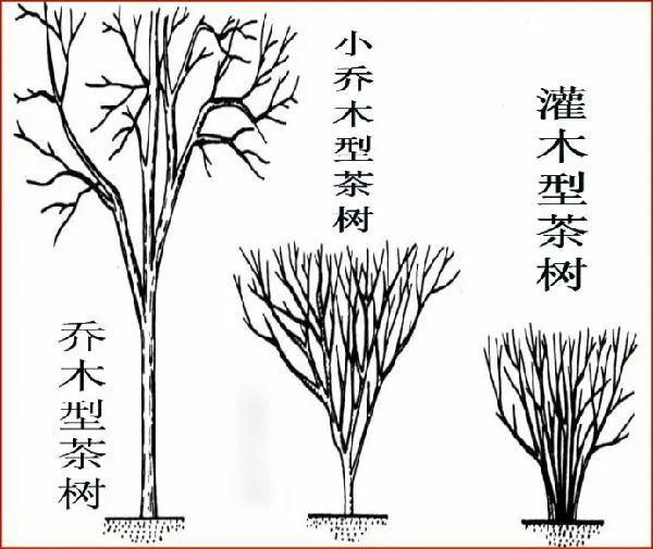 小乔木,灌木三类,三者从外形,习性上相比存在着一些基本的区别