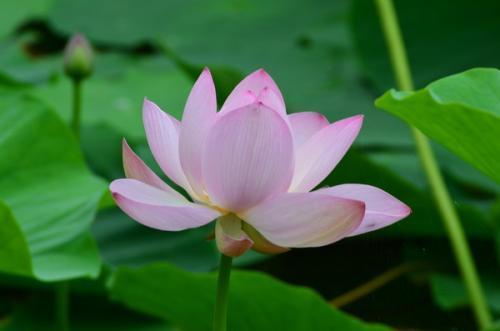 佛语语录十大经典,人人都知道的哲学|佛语|哲学|一花