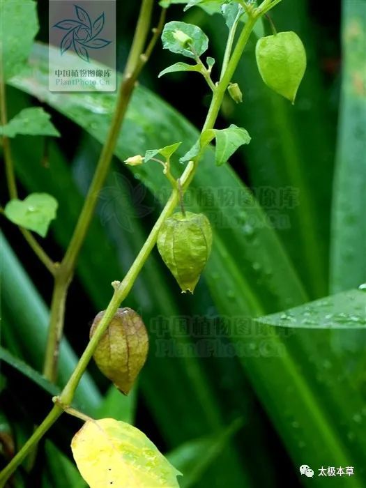 灯笼草,见过吗?清热解毒.治感冒,喉痛,咳嗽,痄腮