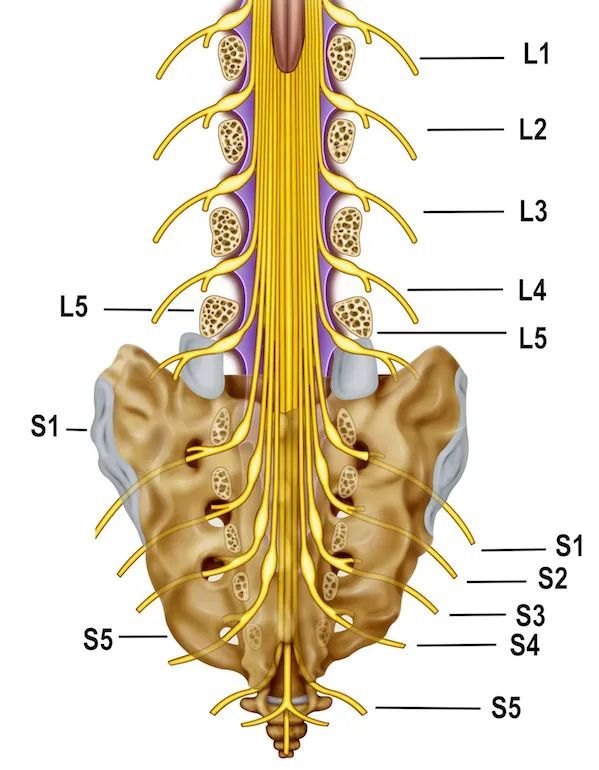 马尾神经解剖简述|马尾综合征|感觉缺失|脊髓|运动障碍