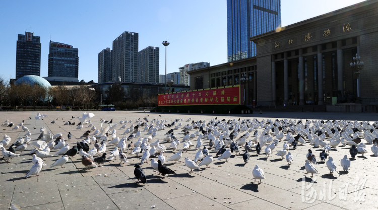 2021年1月9日,空旷的河北省博物院广场.