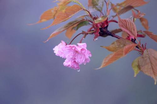 关于春雨的句子