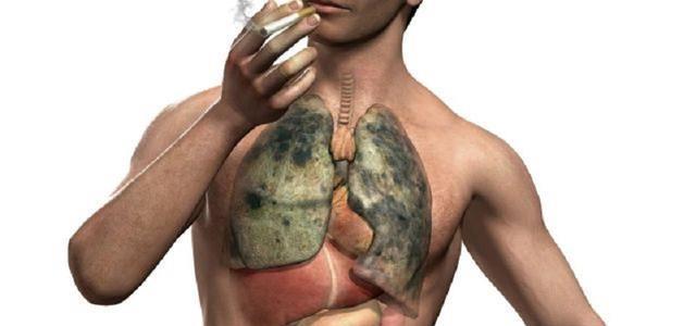 吸烟时,烟草烟雾直接吸入肺内,因此,肺脏是吸烟造成健康危害的首要
