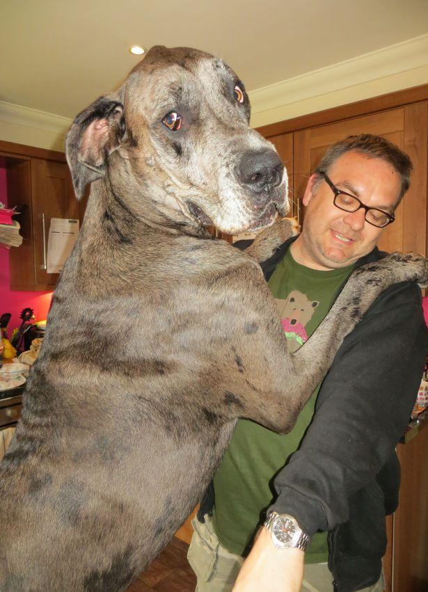英国8岁巨型狗狗去世,生前为吉尼斯纪录最高狗狗,身高2米多