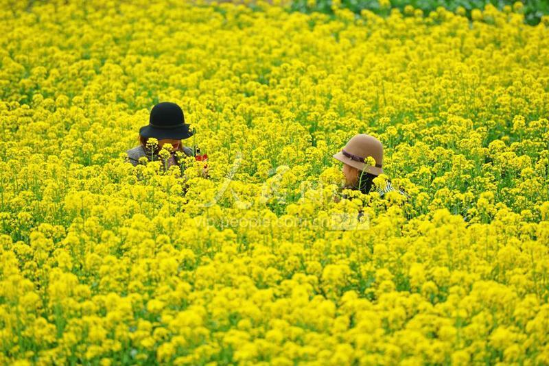 广西贺州:菜花开 迎客来