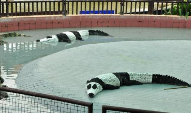 租不到大熊猫怎么办?看看世界各国的"假熊猫",泰国的最搞笑