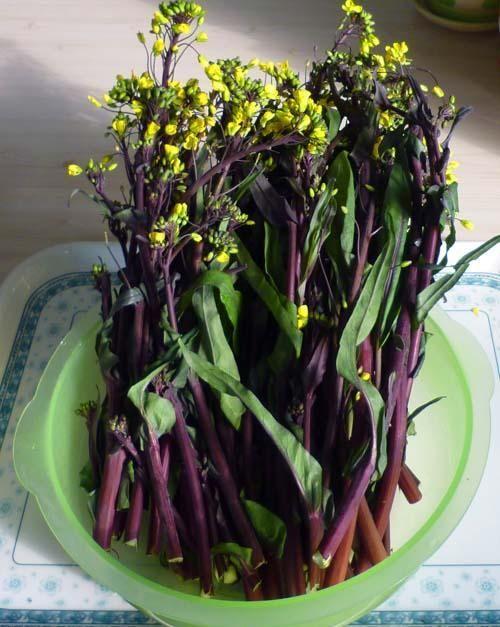 炒紫菜苔,掌握4个技巧,保证鲜嫩爽口,开胃下饭,吃起来也不苦_腾讯新闻