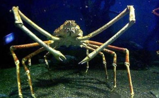 全球体型最大的螃蟹,蟹脚伸开达4米多,抓一只够3个人吃一天