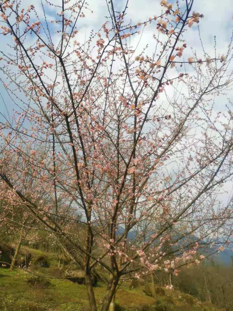 成都市郊县有漫山遍野的梅花盛开!就在大邑县雾山乡大坪村.