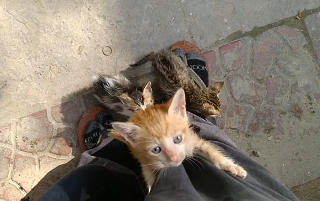猫咪带回3只流浪小猫,主人却不让进屋,一气之下,陪小猫睡外面