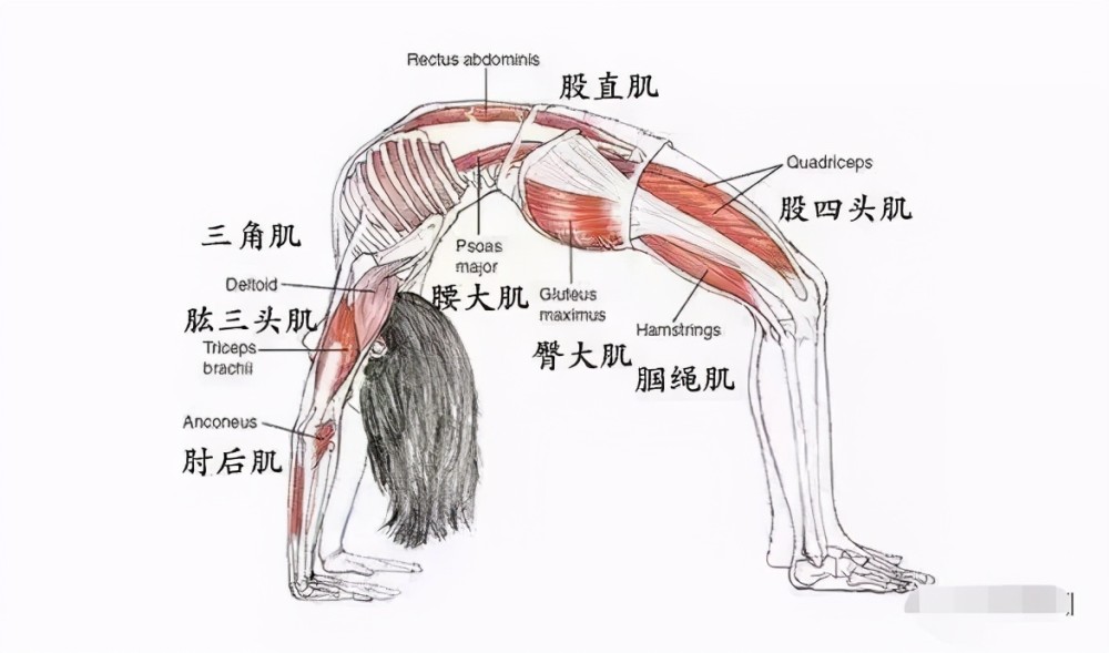 臀部屈肌:您的臀部屈肌,腰肌和股直肌伸向上.