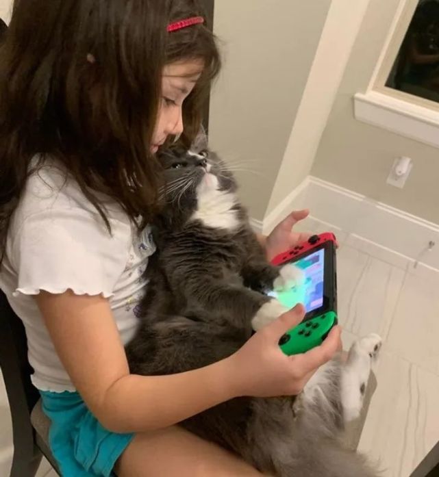一组可爱温暖的猫咪图片:原来猫咪远比我们想象中的更依赖主人