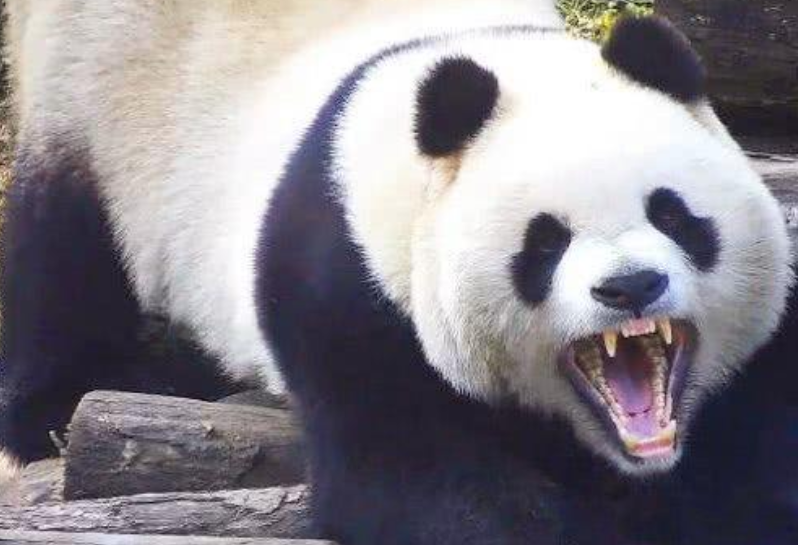 大熊猫能打赢老虎吗?熊猫最凶狠的一面,咬力强,齿槽无缝对接