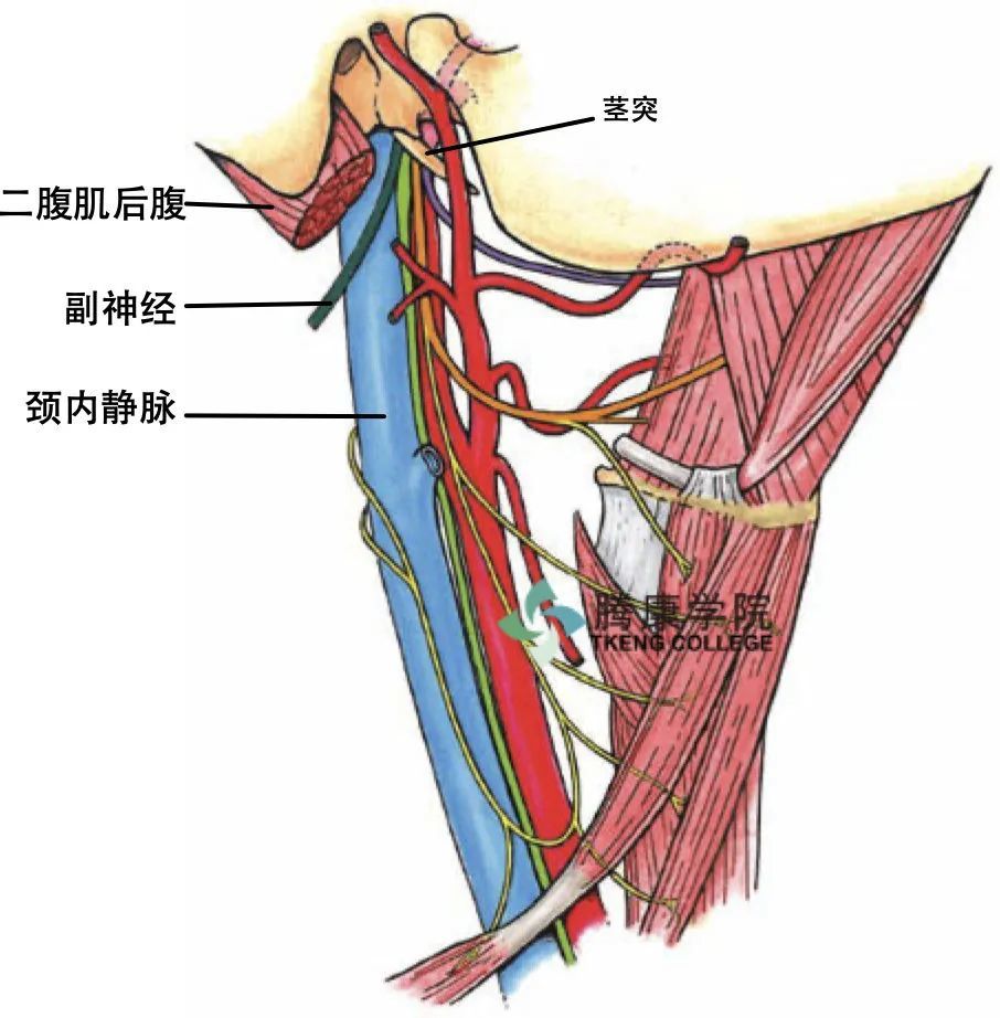 副神经概述与诊疗分析