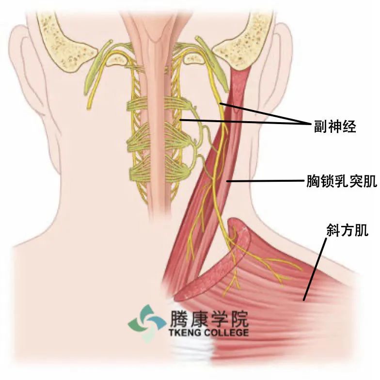 副神经概述与诊疗分析