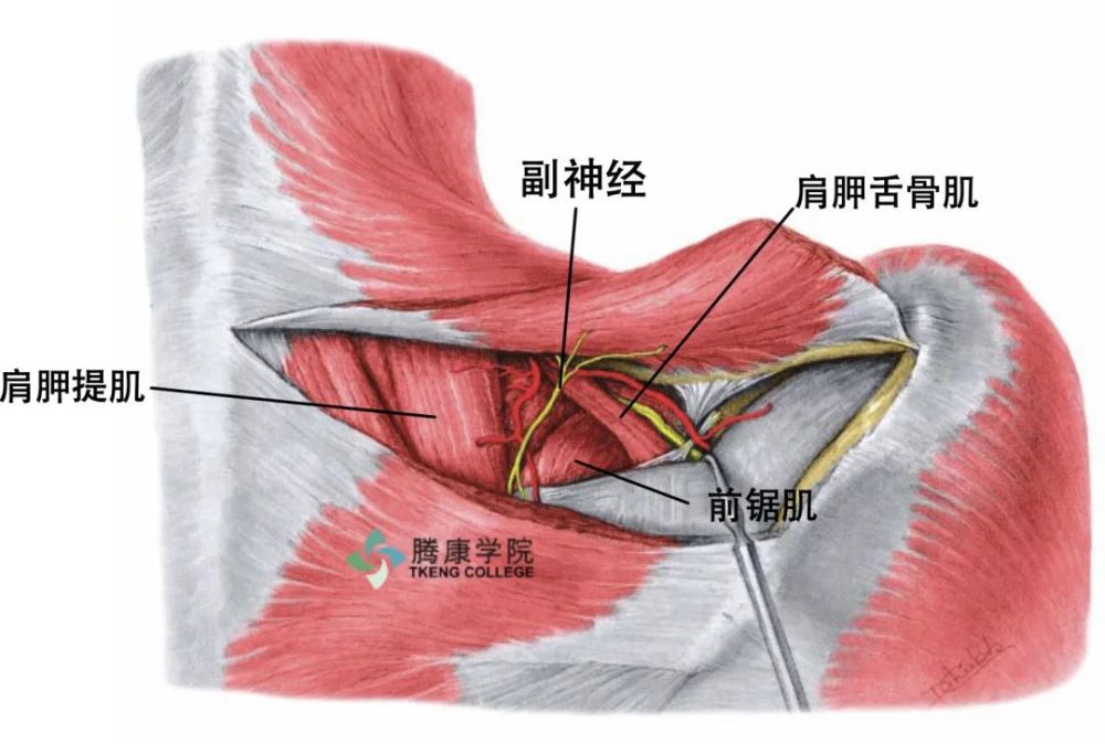 副神经概述与诊疗分析