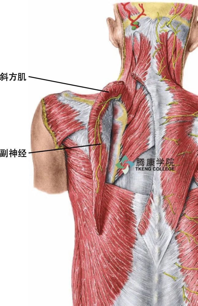 副神经概述与诊疗分析