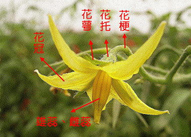 讲解一下番茄花的构成,番茄花属于两性花,即一朵花中既有雌蕊又有雄蕊
