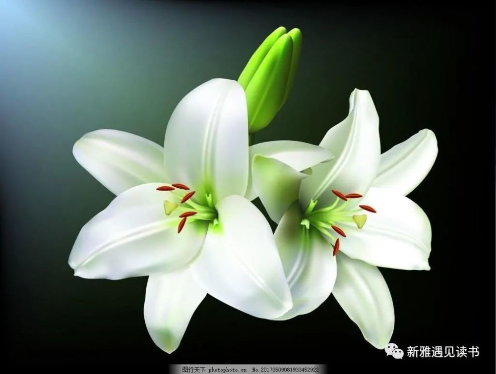读茹志鹃《百合花》有感