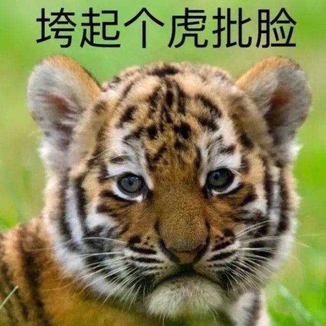 今日份沙雕表情包(今天是猫猫狗狗专场)_腾讯网