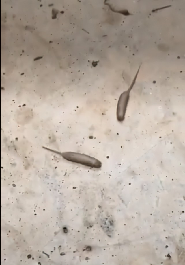 事实上,该生物原产于英国,名为"鼠尾蛆(rat-tailed maggots"是食蚜蝇